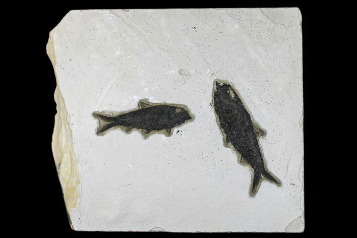 Fossil Fish (Knightia) Plate - Green River Formation #172973
